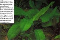 Небольшое количество зеленых водорослей но листьях эхинодоруса