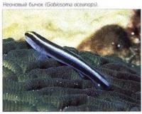Неоновый бычок (Gobiosoma oceanops)