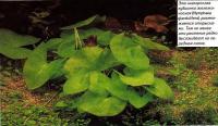 Низкорослая кувшинка железконосная (Nymphaea glandulifera)