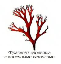 Одонталия щитконосная (фрагмент)