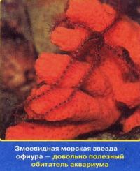 Офиура