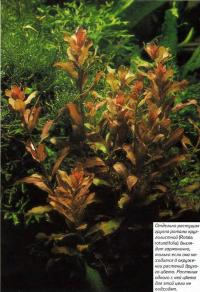 Отдельно растущая группа роталы круглолистной (Rotala rotundifolia)