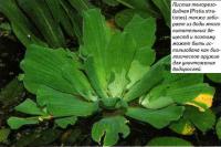 Пистия телорезовидная (Pistia stratiotes)