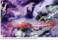 Поблекшая Halocaridina rubra