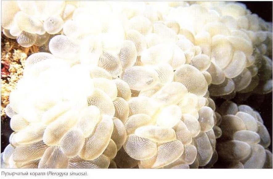 Пузырчатый коралл (Plerogyra sinuosa)