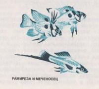 Рамиреза и меченосец