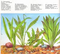Растения: криптокорина балансе, криптокорина апоногетонолистная, барклайя Мотлея...