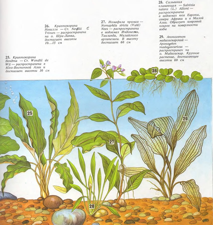 Растения: криптокорина, криптокорина Невилля, номафила прямая...