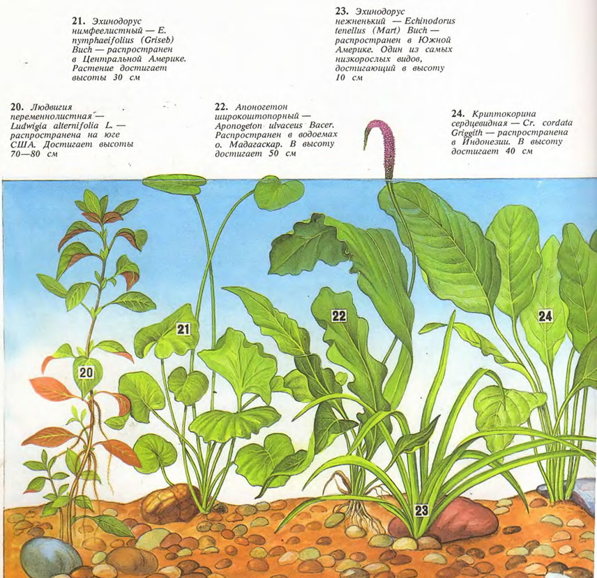 Растения: людвигия переменнолистная, эхинодорус нимфеелистный, апоногетон широкоштопорный