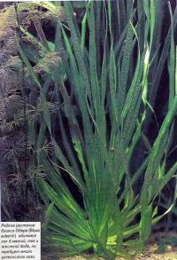 Редкое растение бликса Обера (Blyxa aubertii)