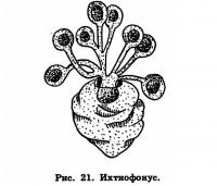 Рис. 21. Ихтиофонус