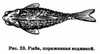 Рис. 23. Рыба, пораженная водянкой