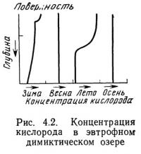 Рис. 4.2. Концентрация кислорода в эвтрофном димиктическом озере