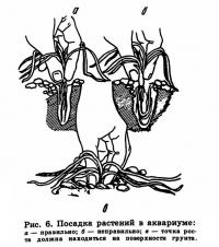 Рис. 6. Посадка растений в аквариуме