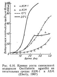 Рис. 6.16. Кривые роста синезеленой водоросли Oscillatoria agardhii