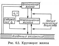 Рис. 6.5. Круговорот железа