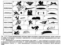 Рис.11.12. Некоторые оппортунистические роды кораллов