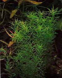 Ротала (Rotala sp.)