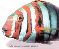 Рыба-арлекин (Choerodon fasciatus)