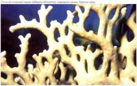 Сетчатый огненный коралл (Millepora dichotoma)