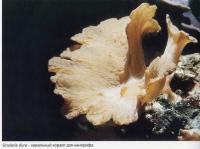 Sinularia dura - идеальный коралл для нанорифа
