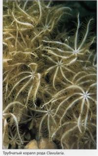 Трубчатый коралл рода Clavularia