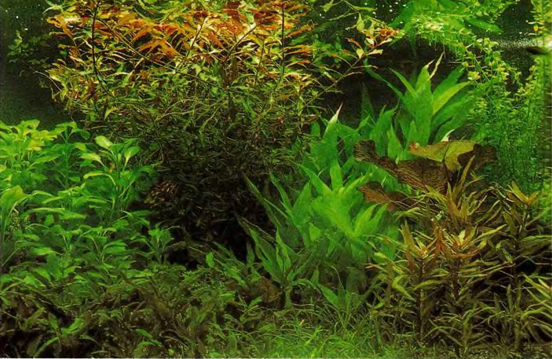 Уход за аквариумными растениями не требует больших затрат