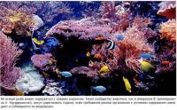 Вместе могут существовать только рыбы и кораллы, у которых совпадают условия содержания