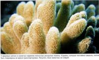 Здоровые мягкие кораллы имеют полностью раскрытые полипы