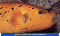 Жёлтая Ostracion meleagris