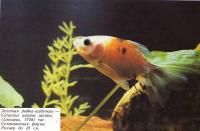 Золотая рыбка-шубункин