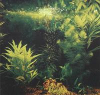 Аэрирование воды. Воздух поступает из распылителя, задекорированного гранитной горкой