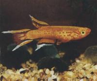 Афиосемион южный