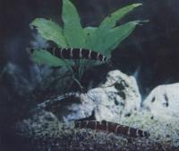 Акантофтальмус кули