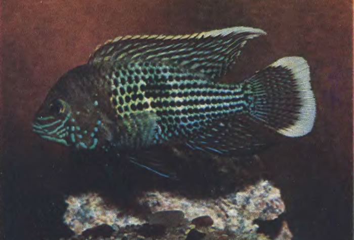 Акара бирюзовая