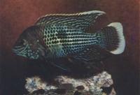 Акара бирюзовая