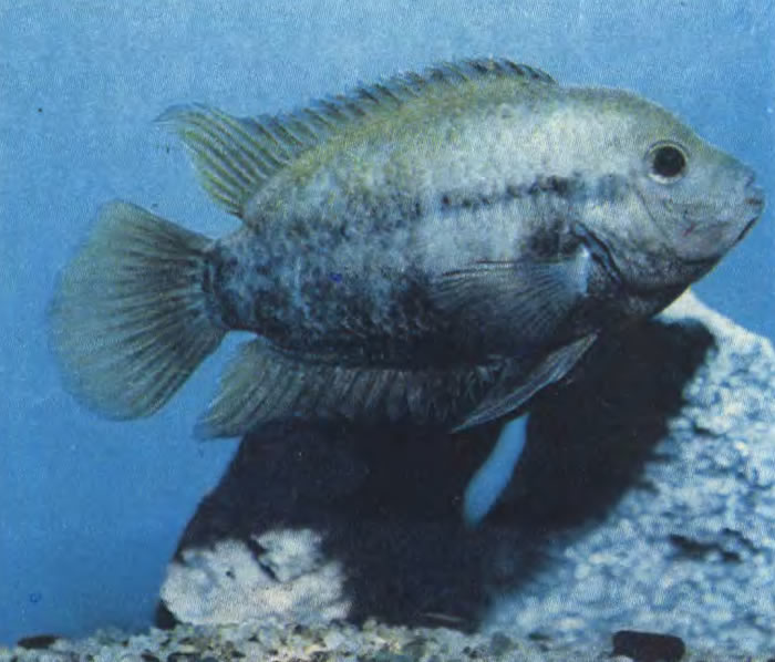 Акара-дельфин