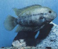 Акара-дельфин