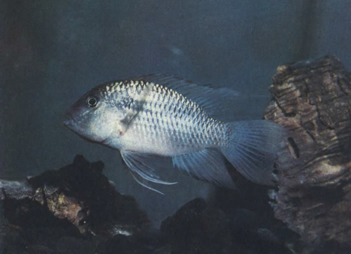 Акара веерохвостая