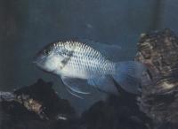 Акара веерохвостая