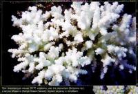 Акропора Acropora sp. в лагуне Маданга