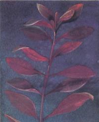 Альтернантера Рейнека