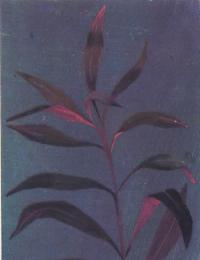 Альтернантера сидячая