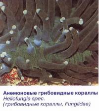Анемоновые грибовидные кораллы