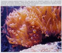 Анемоновый аквариум с рыбой-клоуном Amphiprion percula