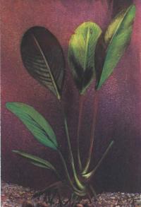 Анубиас Афцели