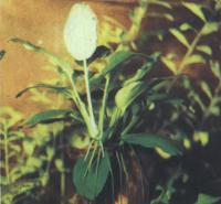 Анубиас карликовый