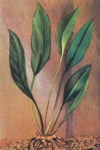 Анубиас конголезский