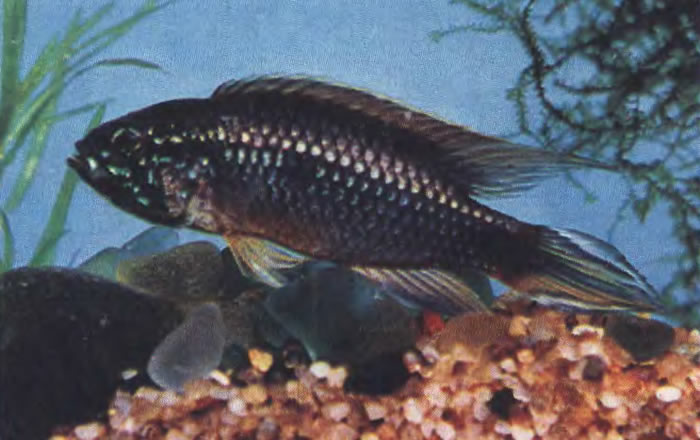 Апистограмма агасица