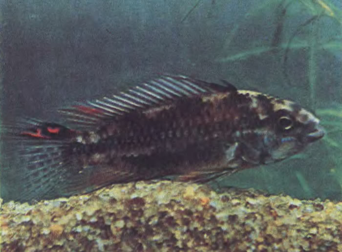 Апистограмма Борелли